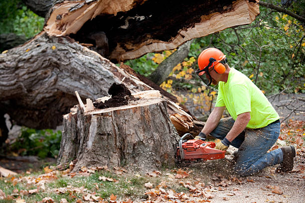 Trusted Gatlinburg, TN Tree Services Experts